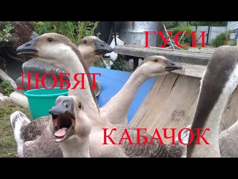 гуси любят кабачок