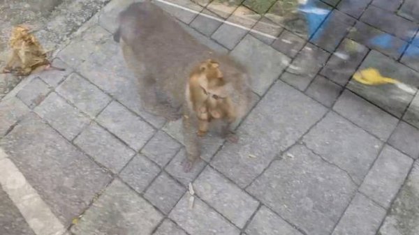 В джунглях с обезьянами