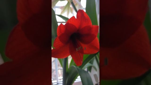 цветение гипеаструмов (Афродита, Амбианс и Ред Леон) смотреть онлайн