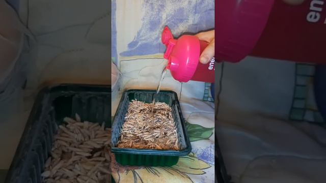 ТРАВКА С ВИТАМИНКАМИ В1, В2, В3, Е. ДЛЯ НАШИХ ЛЮБИМЫХ ПИТОМЦЕВ. ХОМЯЧКОВ, УЛИТОК... 🐹🐌🐹 смотреть онлайн