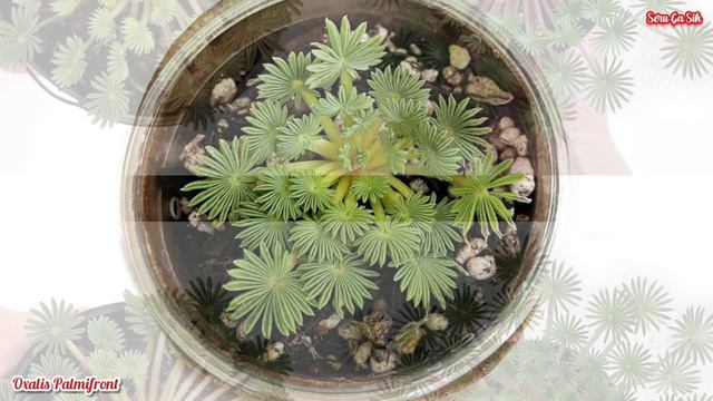 10 Tanaman Hias Yang Sedang Hits di Bulan September 2023 смотреть онлайн