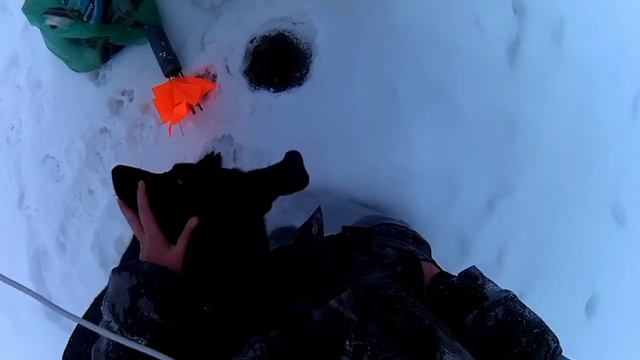 В этом болоте столько РЫБЫ,(МНОГО ОЧЕНЬ) МОЯ Первая зимняя рыбалка. смотреть онлайн