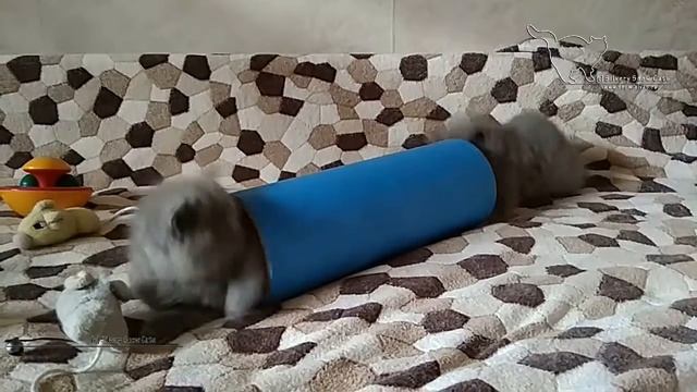 А ну-ка посмотрим, как играют британские котята!!! смотреть онлайн