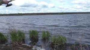 Ловля карпа на платнике в мае.