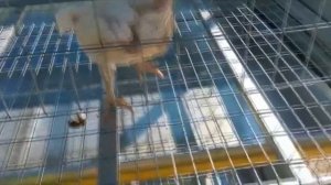 Супер клетка для 24 кур несушек. "Мое Подворье"