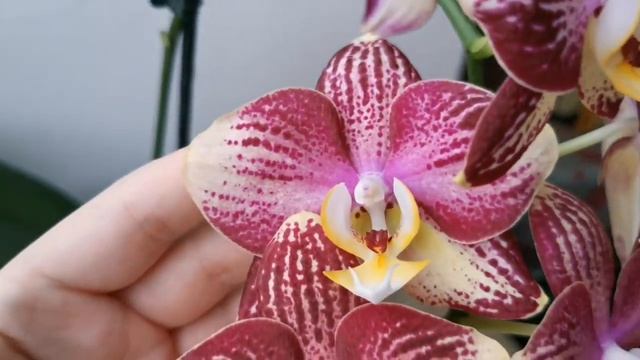 Phal. Pinyf (Пиниф орхидея фаленопсис домашнее цветение)