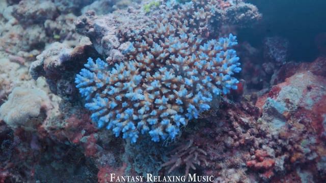 Aquarium 4K VIDEO ULTRA HD - Turtles & Tropical Fish Swimming Around Coral Reef Calming Music Ocean смотреть онлайн