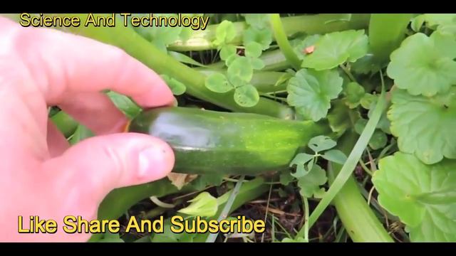 Уборочная машина Zucchini Современное сельское хозяйство смотреть онлайн