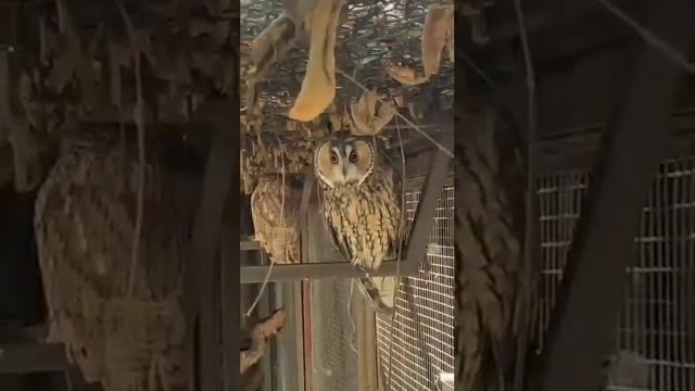 СОВА МосковсКиЙ зооПарк OWL Moscow Zoo смотреть онлайн
