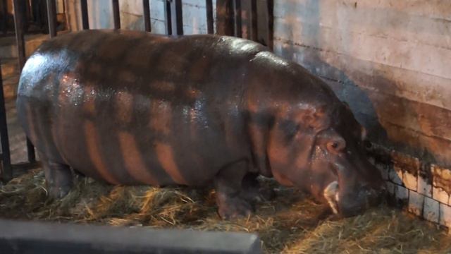 Калининградский зоопарк (07.05.22). Бегемоты смотреть онлайн