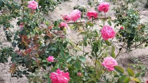 dream light rose