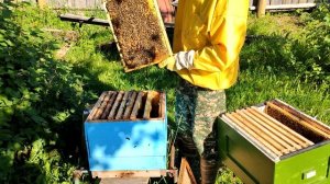 Расширение пчелосемьи вторым корпусом[Противороевой метод расширения] Пчеловодство 2020 / Pro-rab