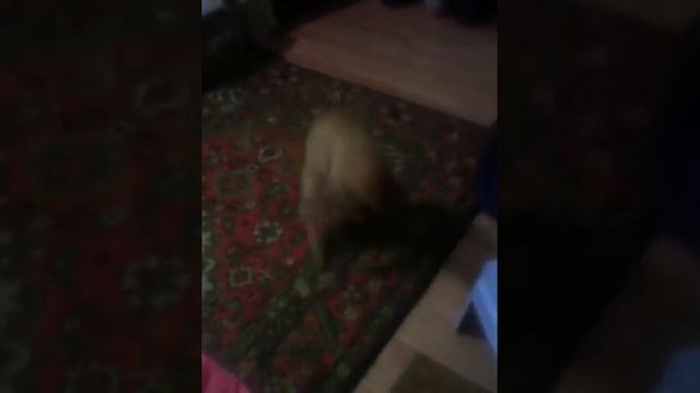 Кот играет с блином смотреть онлайн