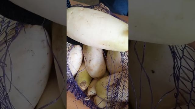 Редис Дайкон смотреть онлайн