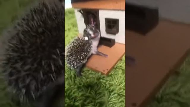 Как умываются ёжики #еж #hedgehog #домашнийеж #африканскийеж #карликовыйеж смотреть онлайн