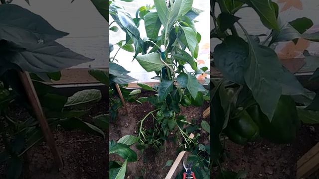 Зададим перца! смотреть онлайн