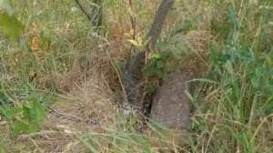 Корчеватель кустодер - лом цепь колода #2