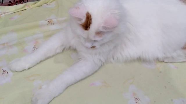 Как угодить коту ? Он чем - то недоволен, если машет хвостом. смотреть онлайн