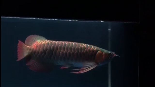 Араванна за 2000usd смотреть онлайн