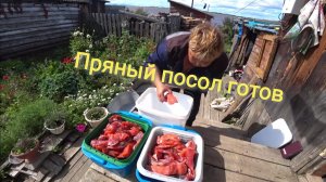 ЖИЗНЬ В ГЛУБИНКЕ. СЕМУШКА ЗА СОЛИЛАСЬ. РЫБНЫЕ ДЕЛА.  ПУТИНА 2021. АБОРИГЕНКА. ЖИЗНЬ В ДЕРЕВНЕ