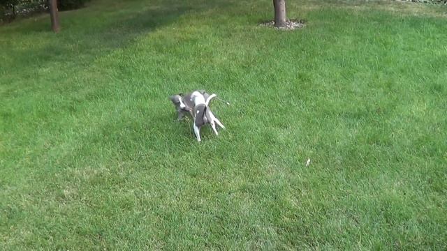 Italian Greyhound Puppies 1st few days together * Shimmer & Sparkle Dogumentary смотреть онлайн