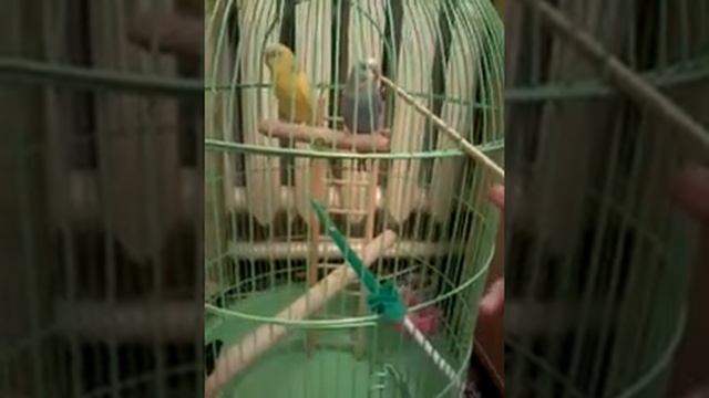 Как приручить Волнистого попугая смотреть всем смотреть онлайн