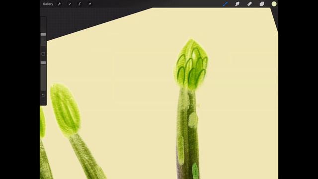 Drawing Asparagus With Markers In Procreate :: Bardot Brush