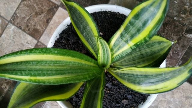 Sansevieria Trifasciata Gold Banner