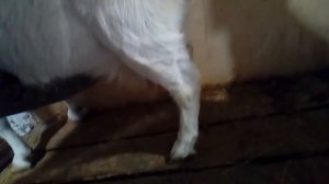 Как определить шевеление козлят.