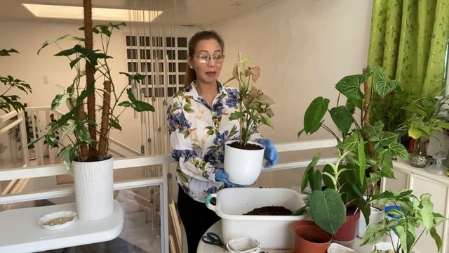 RED ARROW PROPAGATION || BEST POTTING MIX FOR SYNGONIUM || SYNGONIUM VAREITIES