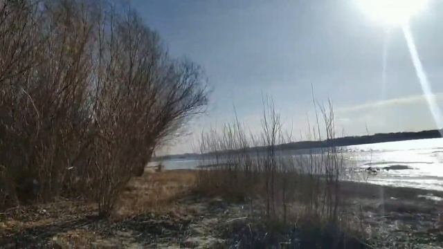 Весенняя прогулка с котом. Поводок для кота смотреть онлайн