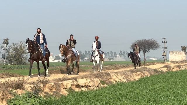 horse ride for 45 km by long riders with marwari horses at long riders ranch смотреть онлайн