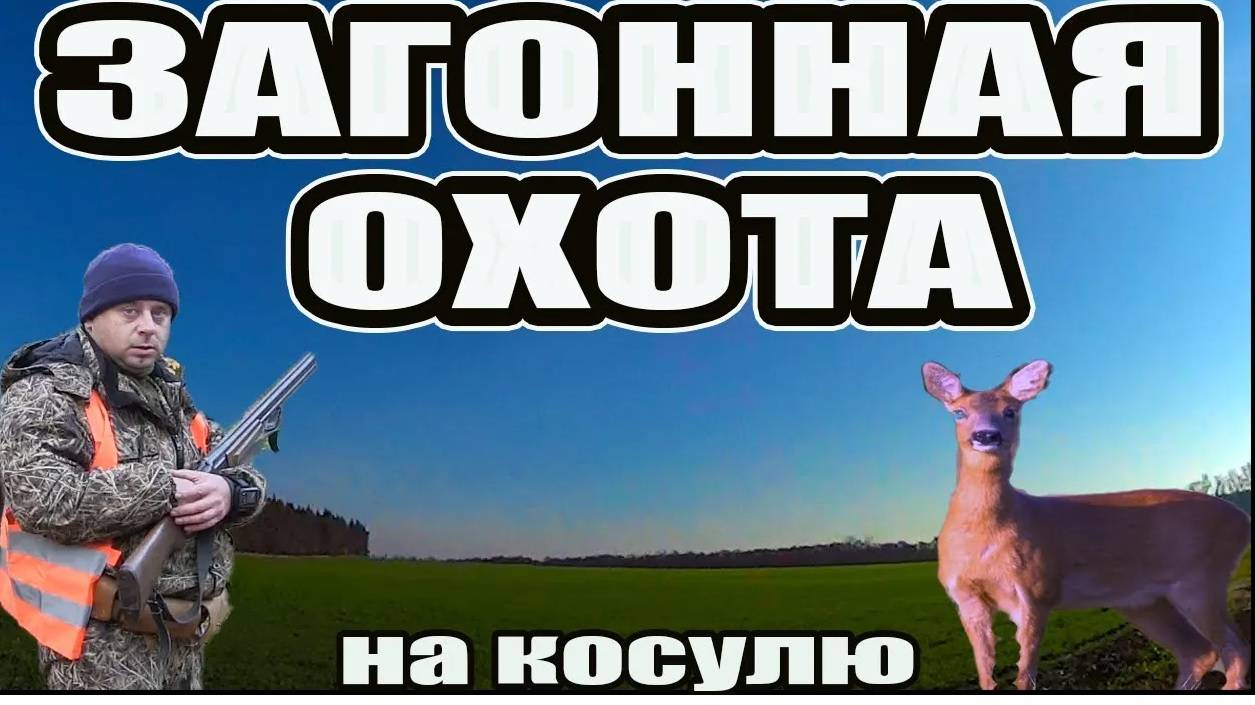 Загонная охота на косулю. Раннее утро, поздняя осень и мы коллективом на охоте по копытному зверю. смотреть онлайн