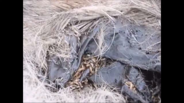 +++Предупреждение Личинки едят олень и волк червей внутри кролика смотреть онлайн