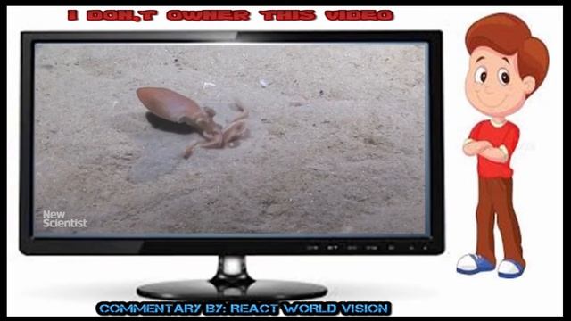 REACT WORLD VISION : Octopus makes its own quicksand then vanishes inside смотреть онлайн