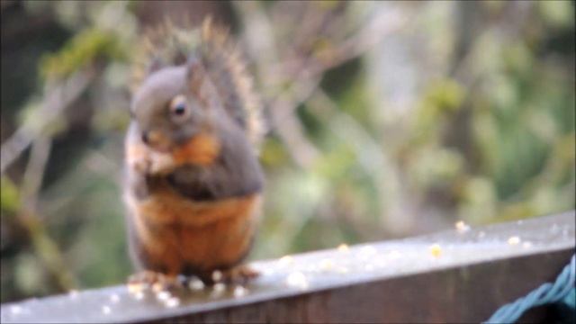 Squirrel Action - Nikon Coolpix P510 Review смотреть онлайн