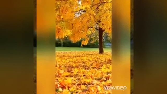 нашид на аварском