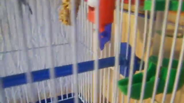 | Обзор на клетку моего попугая | TheParrot Kesha | смотреть онлайн