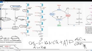 Синтез жирных кислот и его регуляция. Влияние избыточного потребления углеводов на их синтез