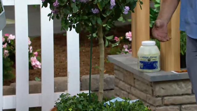 Cottage Farms Grape Lollipop Lantana Patio Tree On QVC