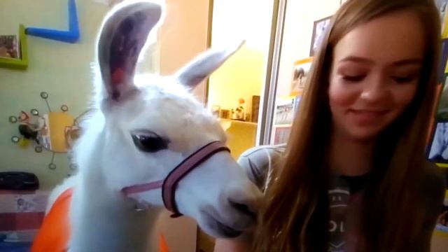 Две ламы случайно оказались дома у Маши Маевой. смотреть онлайн