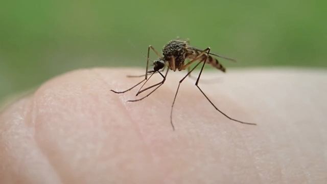 Olympus TG-2: mosquito video смотреть онлайн