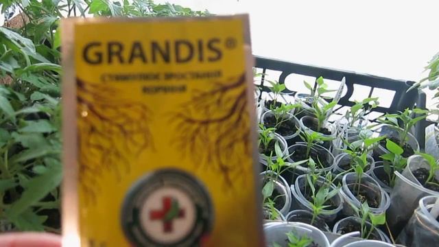ЙОД , ПЕРЕКИСЬ - СУПЕР ПОДКОРМКА ДЛЯ РАССАДЫ IODINE, PERPEKIS - SOLD THE RASSADA смотреть онлайн