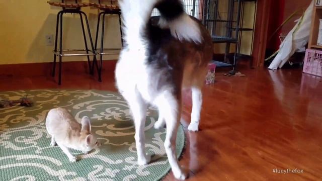 A Fennec Fox and a Siberian Husky смотреть онлайн