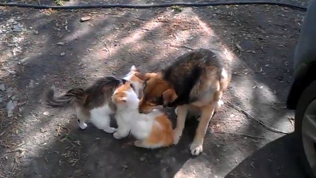 Собака ищет блох коту смотреть онлайн