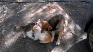 Собака ищет блох коту