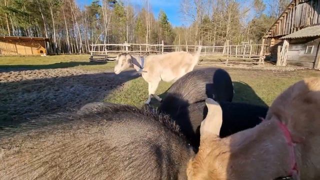 Первый день на хуторе после отпуска . Планов много , а энергии ещё больше .Установка дымника . смотреть онлайн