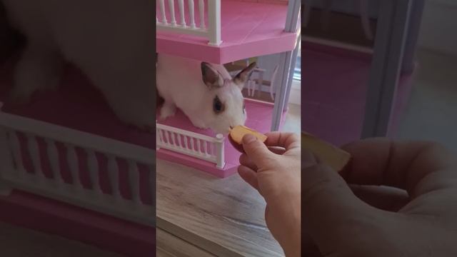 Кролик минор любит домики