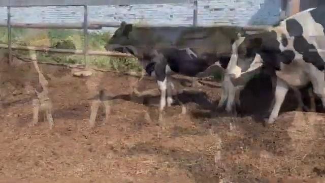 Племенные нетели черно пестрой породы 1 смотреть онлайн