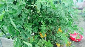 Томат черри Желтая вишня